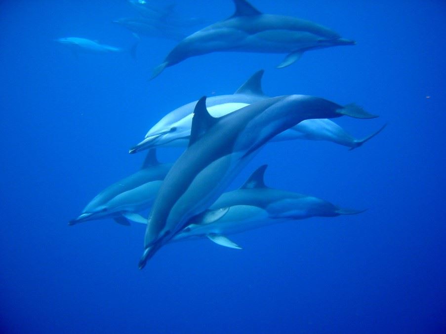Dolphins, Sao Miguel