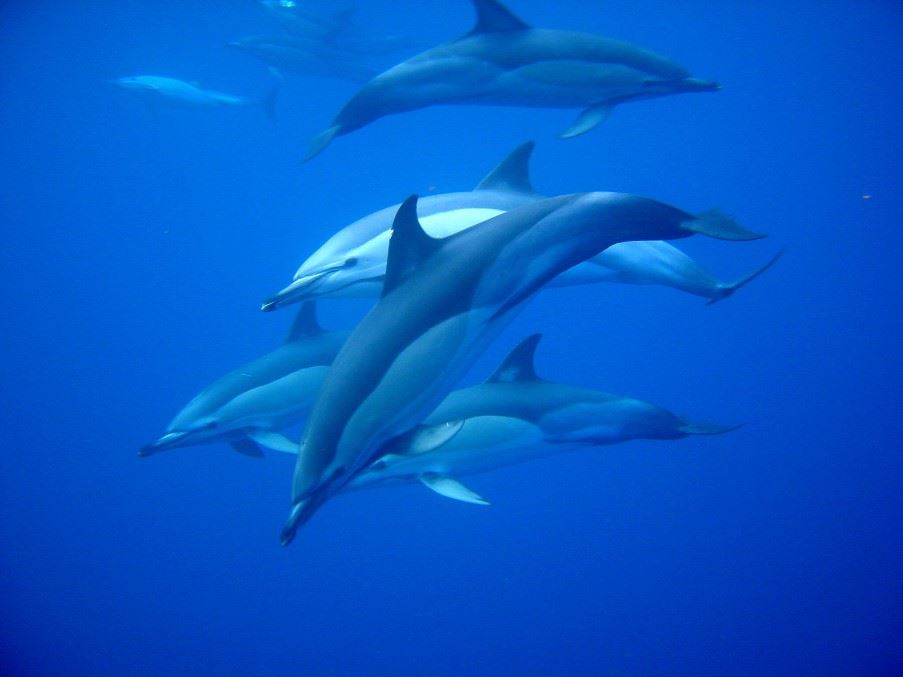 Dolphin watching, The Algarve