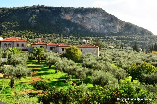 Olive Field