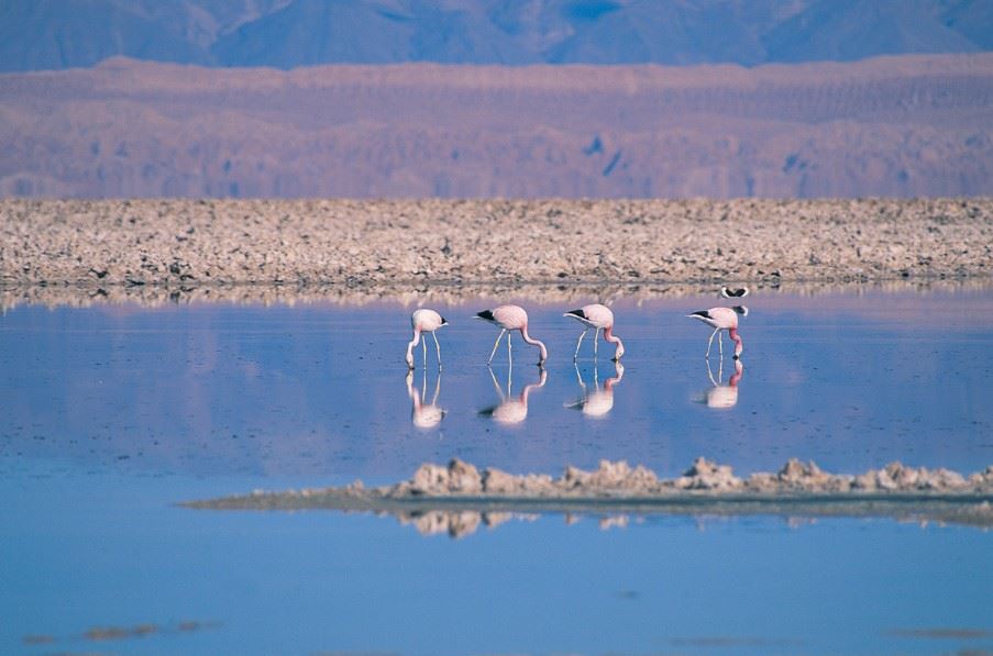 Chaxa Lagoon, Atacama, Chile