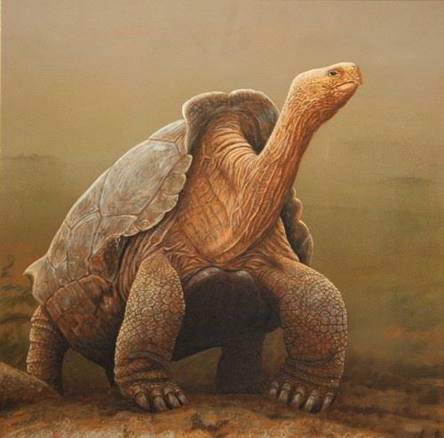 Super Diego, Giant Tortoise