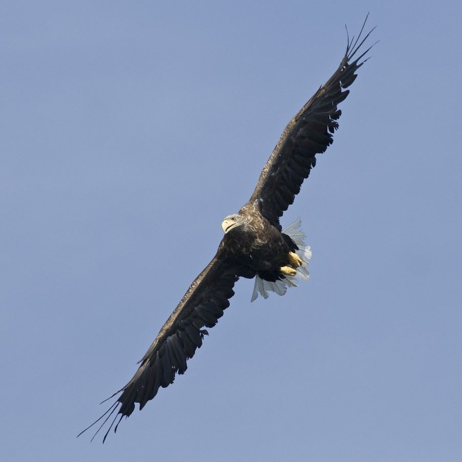 Eagle, Serra de Sao Mamede Natural Park