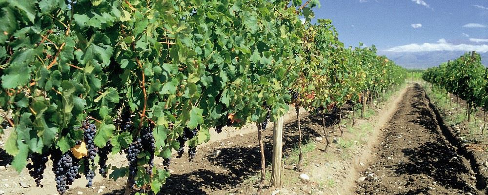 Chilean Vineyards