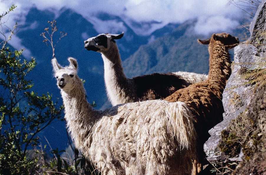 Sacred Valley