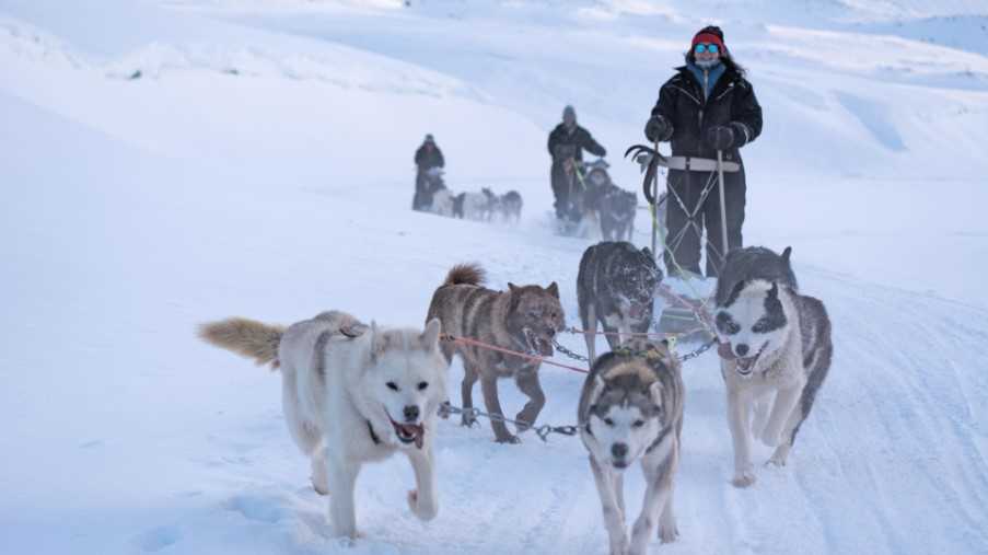 Dog sledding