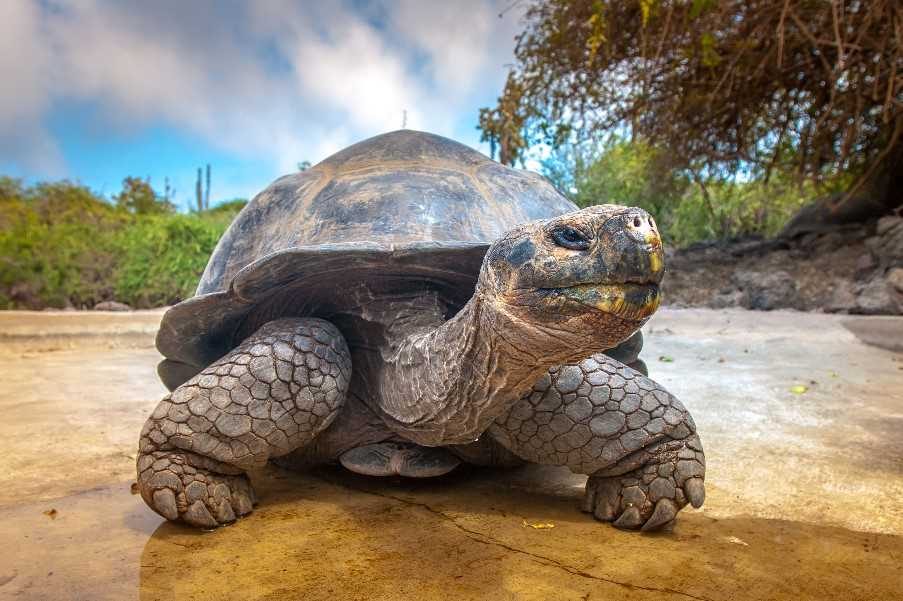 Tortoise, Isabela island