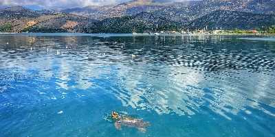 Argostoli Caretta Caretta turtle, Kefalonia, Greece 