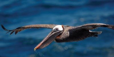 The Galapagos Islands