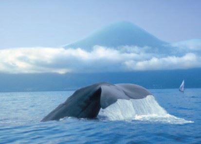 Whale watching off the coast of Sao Miguel