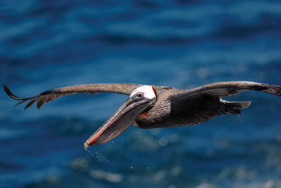 Espanola's varied range of birdlife