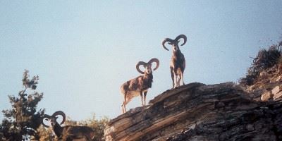 Mountain goats, Troodos mountains, Cyprus