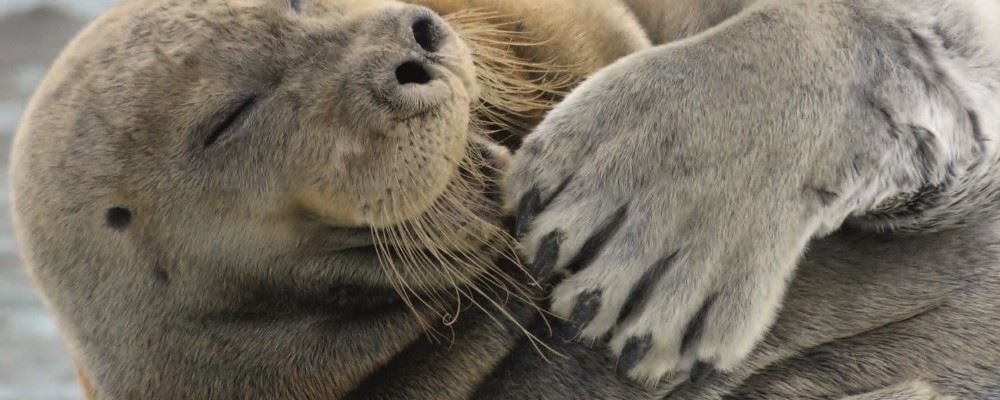 Walrus, Svalbard, Norway