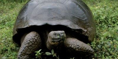 Giant tortoise, Galapagos islands