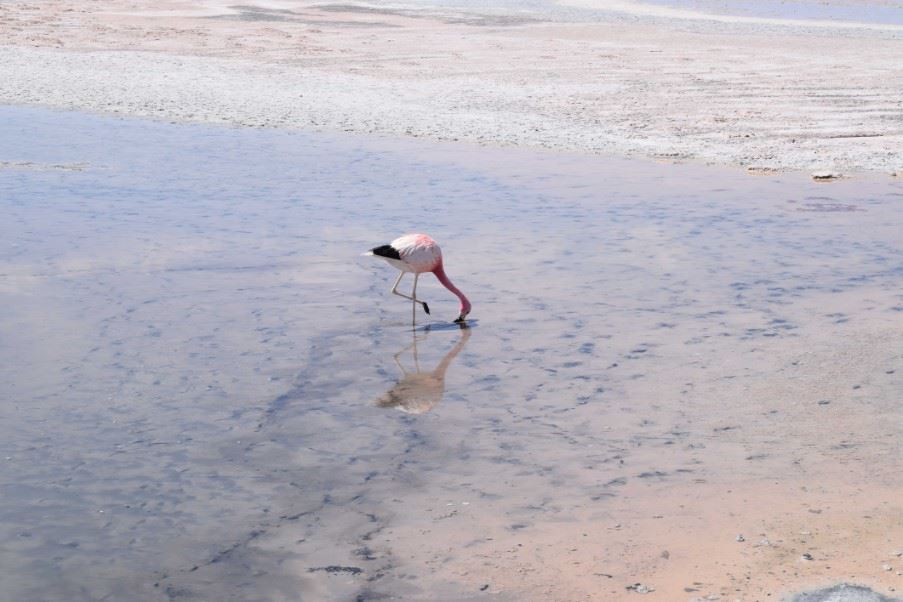 Flamingo, Atacama Salt Flat