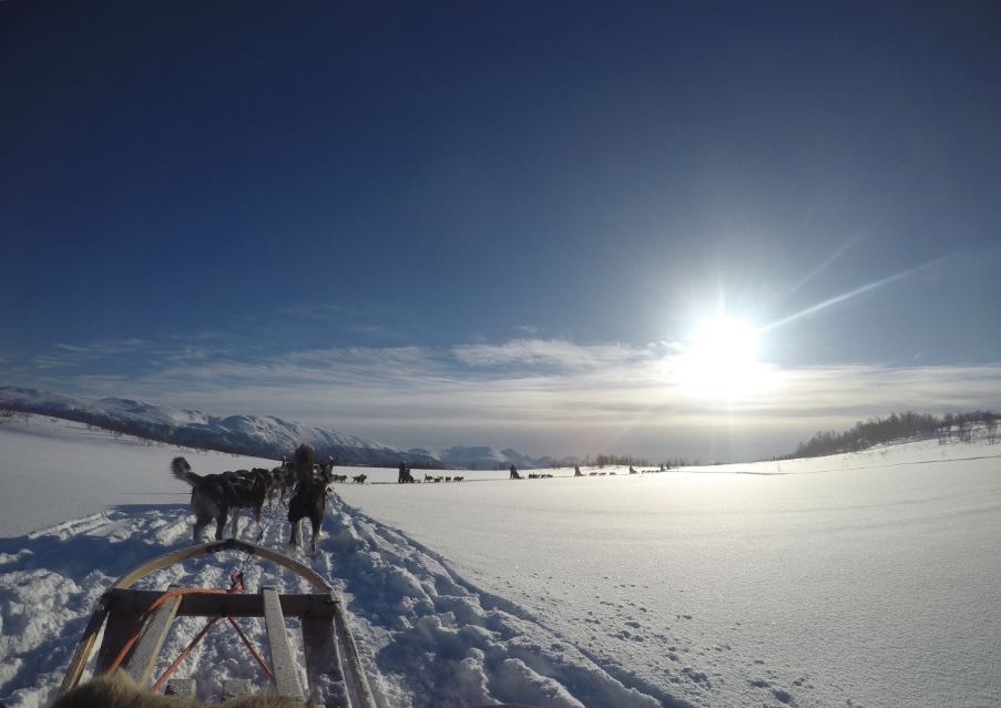 Dog sledding, Kvaloya