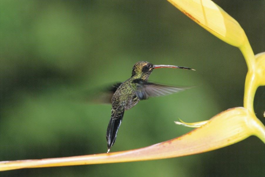 Hummingbird, Mindo Cloud Forest