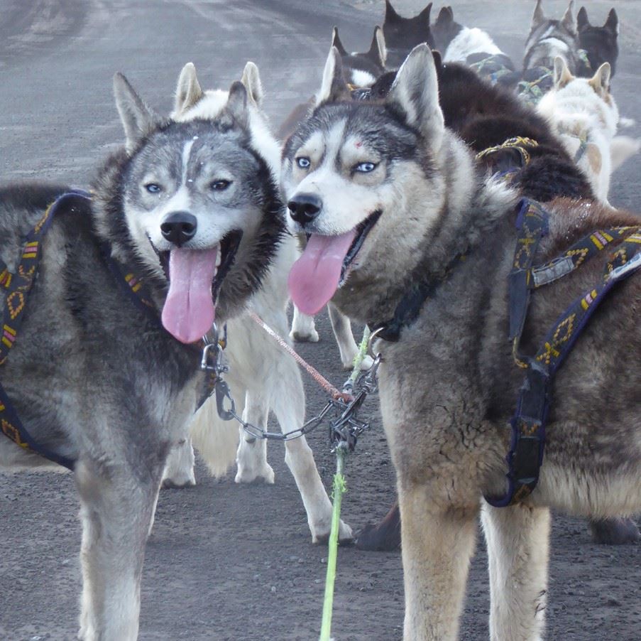 Alaskan huskies