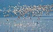 Arctic Terns