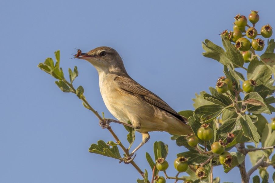 Cyprus warbler