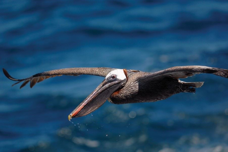 Bird Galapagos