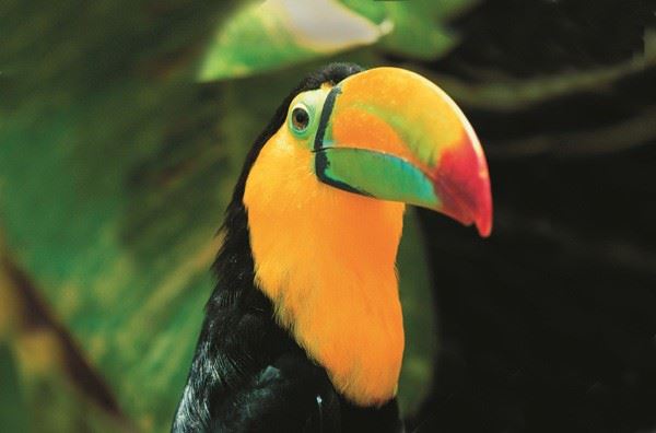 Toucan