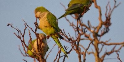 Esteros del Ibera, Argentina