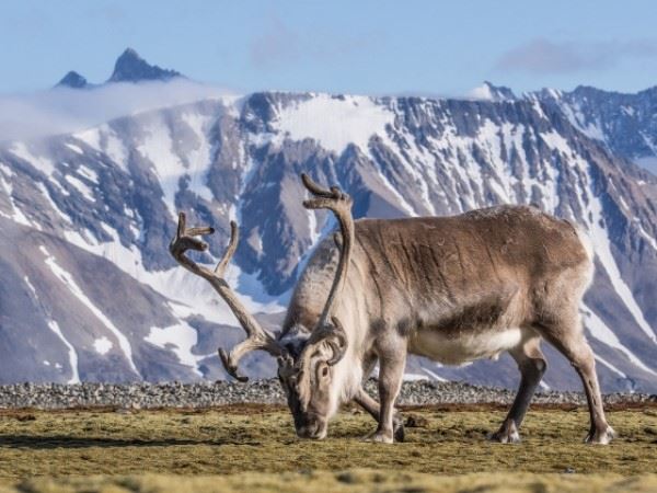 Svalbard reindeer