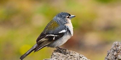 Bird Watching, The Azores