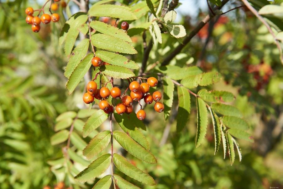 Berries, Swedish Lapland, by Graeme Richardson