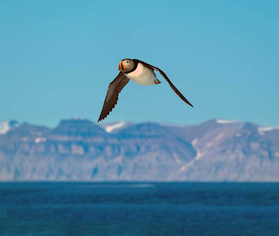 Atlantic puffin (Fratercula arctica) in flight, Svalbard