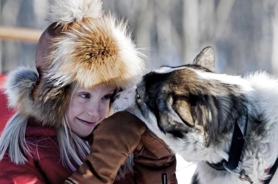 Dog sledding - a wonder for all the family