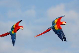 Birdwatching, Costa Rica