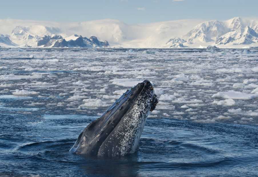 Humpback Whale