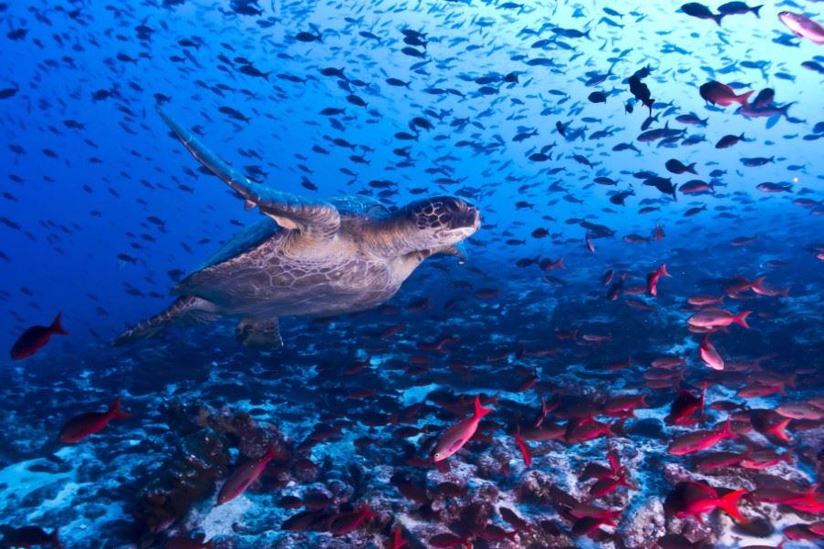 Galapagos Islands