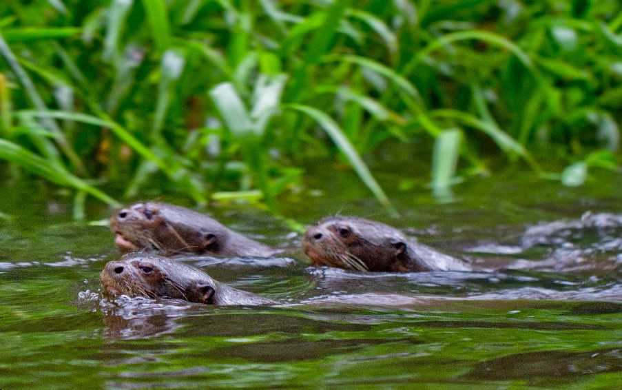 River otters, Tortuguero, Costa Rica