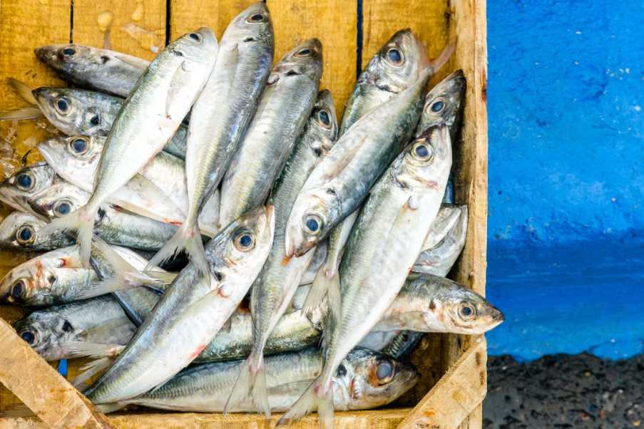 Locally caught sardines