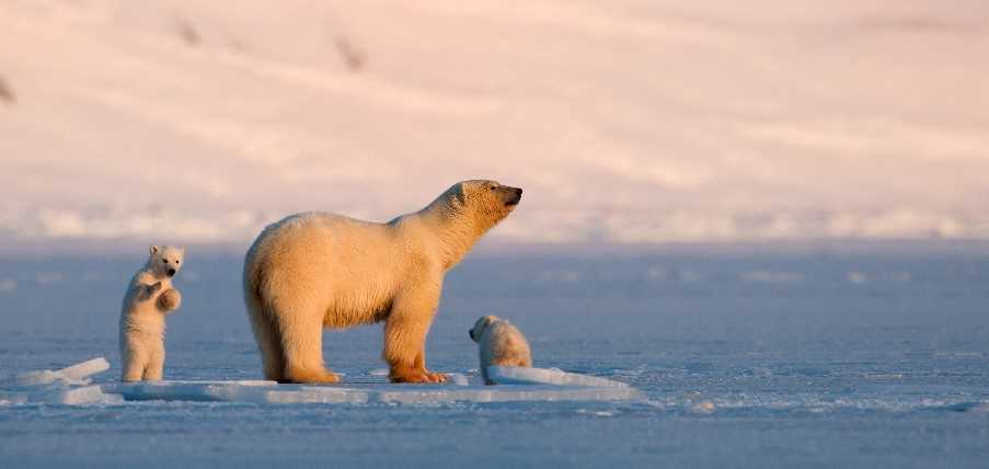 Polar bear, Svalbard