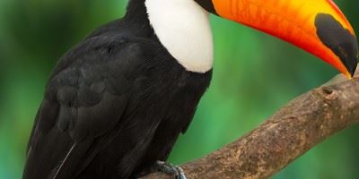 Toucan, Costa RIca