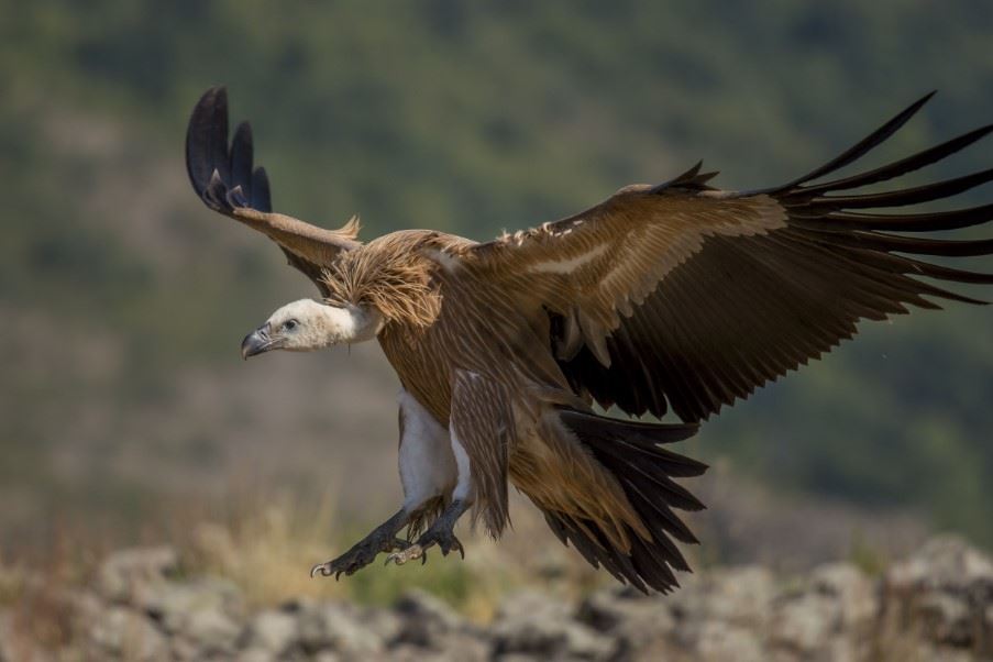 Griffon vulture