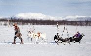 Winter adventures in Swedish Lapland