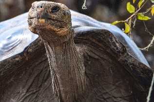 Giant tortoise, Galapagos