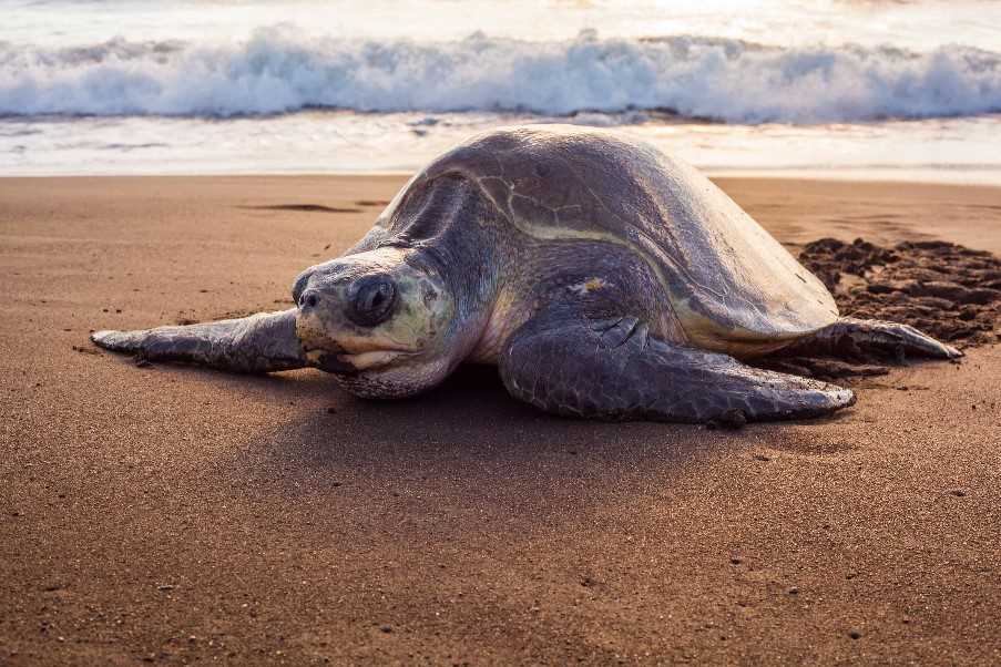 Turtle on a beach in Dominica
