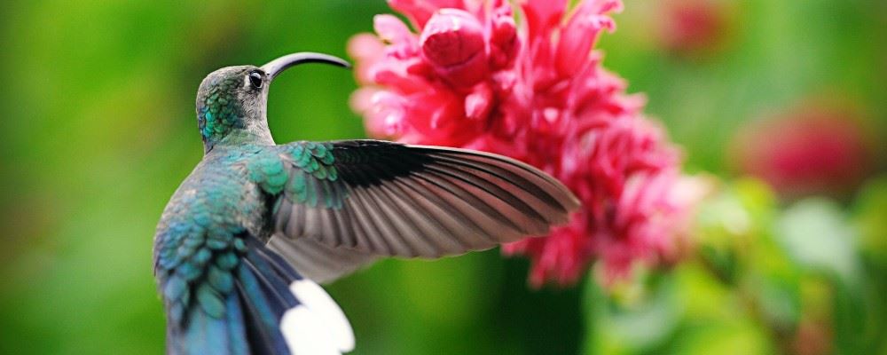 Hummingbird, Panama