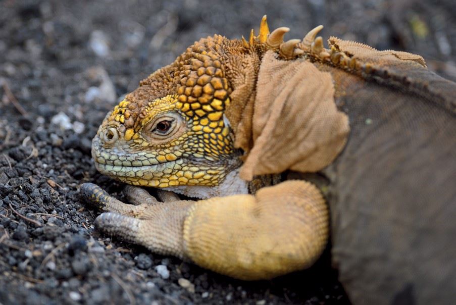 The Galapagos Islands