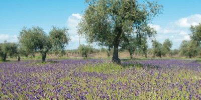 Alentejo, Portugal