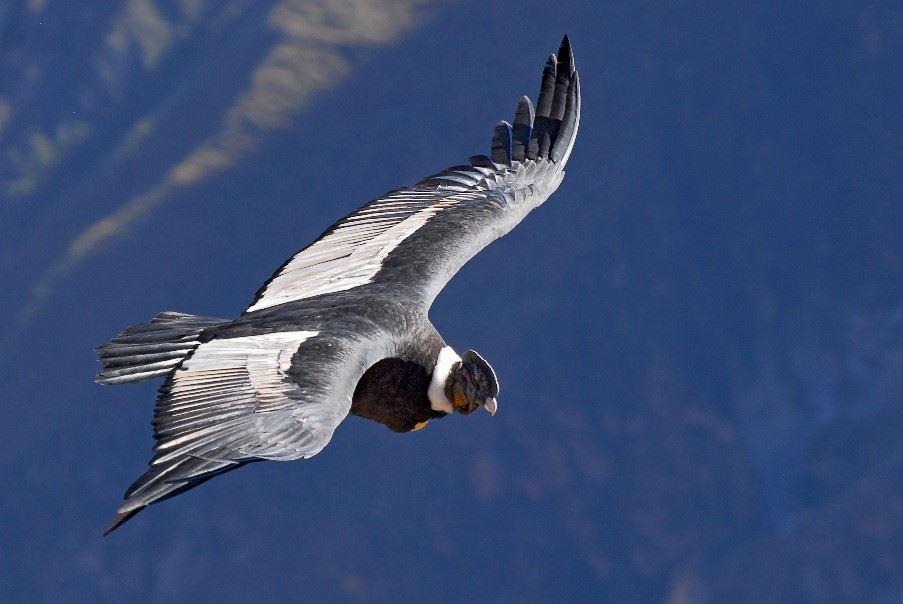 Condor, Colca Canyon