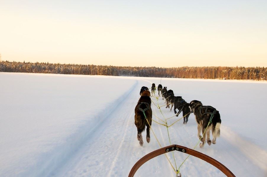 Dog sled tour