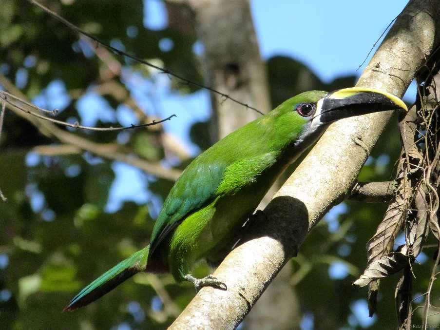 Birdwatching tour