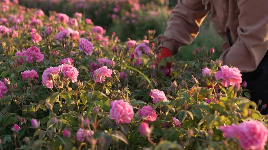 Rose plantation