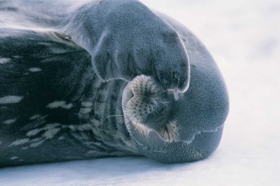Fur seal, Antarctica